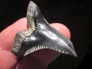 11/16 HEMIPRISTIS SHARK TOOTH FOSSIL Megalodon Teeth  
