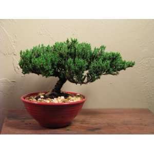 Juniper in a Round Red Pot  Grocery & Gourmet Food