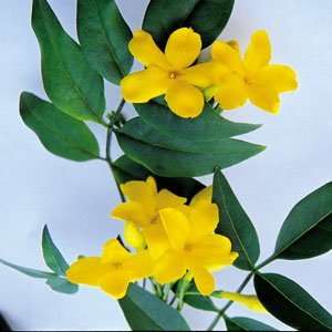  Yellow Jasmine Revolutum (Jasminum Humile): Patio, Lawn 