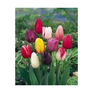  Tulip   Single Late   Mixed Colors Fall Flower Bulb   Pack 