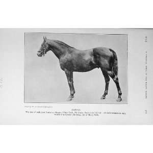   1913 Antique Photograph Horse Santoi Sire Shogun Yama: Home & Kitchen