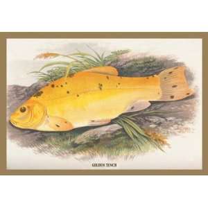  Golden Tench 12x18 Giclee on canvas