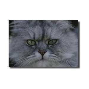  Persian Cat Santa Fe New Mexico Giclee Print