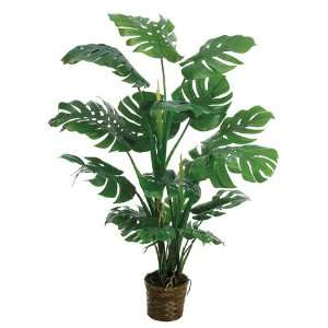  5? Split Philodendron Plant w/19 Lvs. in Basket Green 