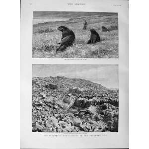    1889 Sea Lions Ross Island Auckland Penguins Bounty