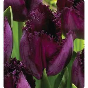  Curly Sue Fringed Tulip Seed Pack Patio, Lawn & Garden