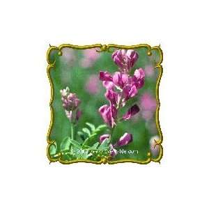   Lb   Utah Sweetvetch Bulk Wildflower Seeds Patio, Lawn & Garden