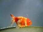 Live Fancy Chinese Goldfish  3 Sakura Ranchu items in 