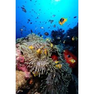  Stonefish on Jackson Reef in Red Sea, Tiran Island, Egypt 