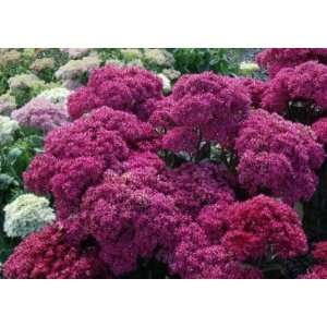    Mr. Goodbud Stonecrop Perennial   Sedum Patio, Lawn & Garden