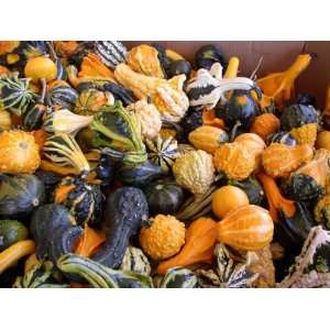  GOURD Seeds Small Variety Mixture 15 seeds: Patio, Lawn 