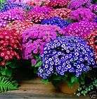 CINERARIA JESTER MIX 20 SEEDS A DWARF ONLY 8 10 IN TALL BEAUTIFUL MIX 