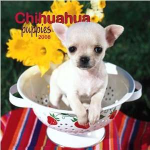  Chihuahua Puppies 2008 Mini Wall Calendar: Office Products