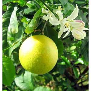   Tree   Potted   Fruiting Size   8 Pot   Citrus: Patio, Lawn & Garden