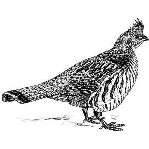   Clear Window Cling 6 inch x 4 inch Line Drawing Grouse