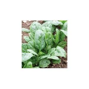  Davids Organic Hybrid Spinach Corvair 385 Seeds per 