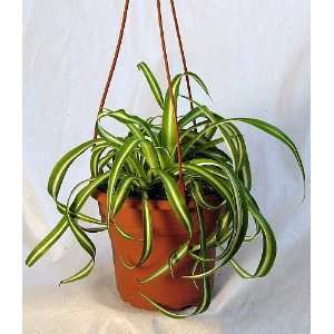  Bonnie Curly Spider Plant  Easy Cleans the Air   4 HB 