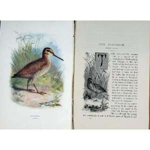   : Woodcock Wading 1901 Swaysland Wild Birds Thorburn: Home & Kitchen