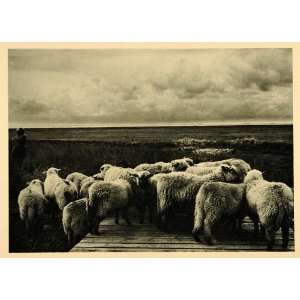  1927 Lambs Sheep Hallig Hooge Halligen Island Germany 