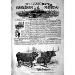   1847 SMITHFIELD CLUB CATTLE SHOW HEREFORD OX HIGHLAND: Home & Kitchen