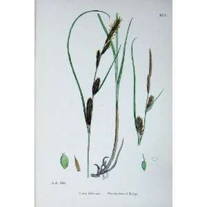  Slender Leaved Sedge Sowerby Plants C1902 Filiformis