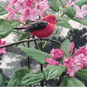  Rod Frederick   Scarlet Tanager Canvas