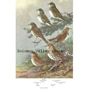   Colour Plate, (American Birds) Thrush, Eastern Bluebird, Eastern Robin