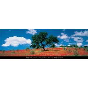  Poppy Field, Andalusia Poster Print