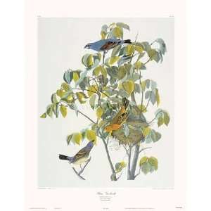 Blue Grosbeak by John James Audubon. Size 19.25 X 24.00 