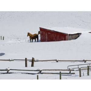  Horses and a Red Barn in Routt County, Colorado Stretched 