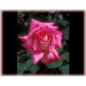    Lobo (Rosa Hybrid Tea)   Bare Root Rose: Patio, Lawn & Garden