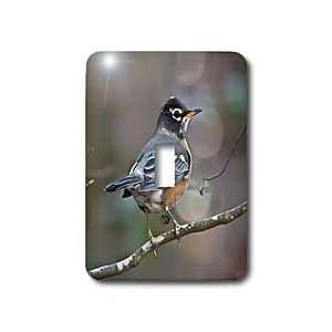   Robin Profile   Light Switch Covers   single toggle switch Home
