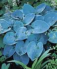BIG BLUE HOSTA~Seeds~~A Stunner in the Shade  