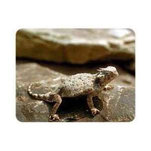  Horned Toad Coasters