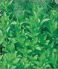 20 Fresh MINT Herb Seeds, ~~GUARANTEE 90%+ LIVE SEEDS~~