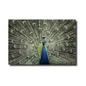  Indian Peacock Train Giclee Print: Home & Kitchen