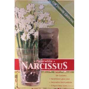  narcicssus in glass vase for indoor growing Patio, Lawn & Garden