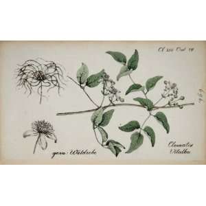  1826 Clematis Vitalba Old Mans Beard Botanical Print 