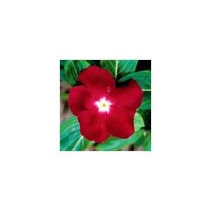 Jaio Dark Red Vinca Flower Seeds: Patio, Lawn & Garden