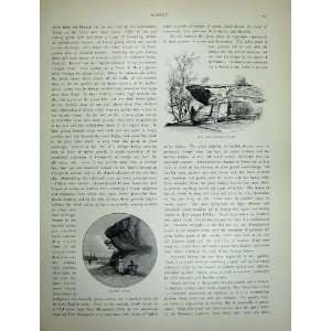   1886 Australia Hyde Park MacquarieS Chair Rocks Sea: Home & Kitchen
