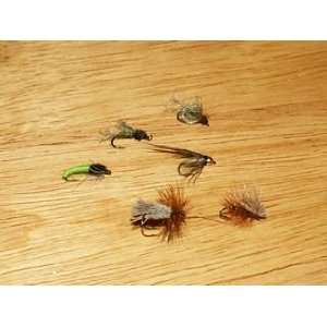  Caddis Life Cycle: Sports & Outdoors