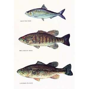   Fishing, American Shad, Largemouth & Smallmouth Bass 