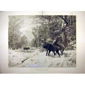    1894 Forest Christmas Morning Deer Wild Boar Kroner