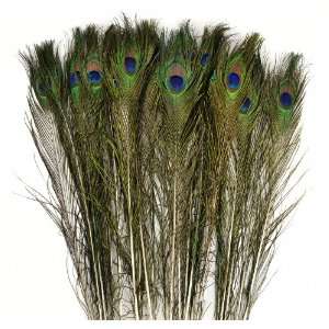   Peacock Feather Embellishment, 33 Inch, Bulk: Arts, Crafts & Sewing