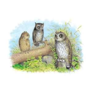   Short Eared Owl and Screech Owl 20x30 poster: Home & Kitchen