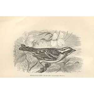  White Throated Sparrow 1862 Bird Engraving