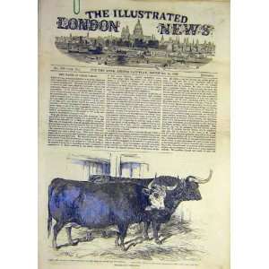   Smithfield Cattle Show Hereford Ox Highland Animal: Home & Kitchen