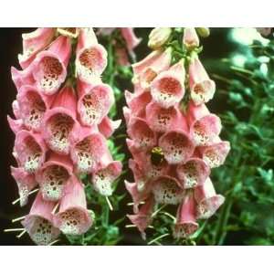  Apricot Beauty Foxglove Seed Pack Patio, Lawn & Garden