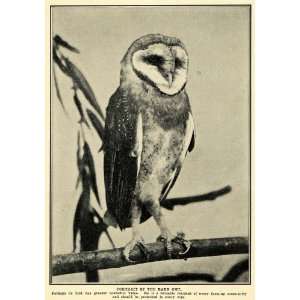 1905 Print Barn Owl Portrait Wildlife Bird Farm Animal   Original 
