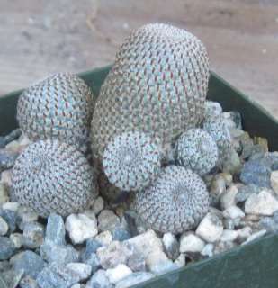 Rebutia heliosa Silver Bronze Matted Spines Great Flowers  